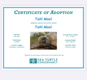 We adopted our own Tahi Moai turtle!